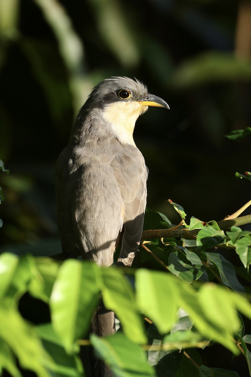 Mangrove Cuckoo - ML645623386