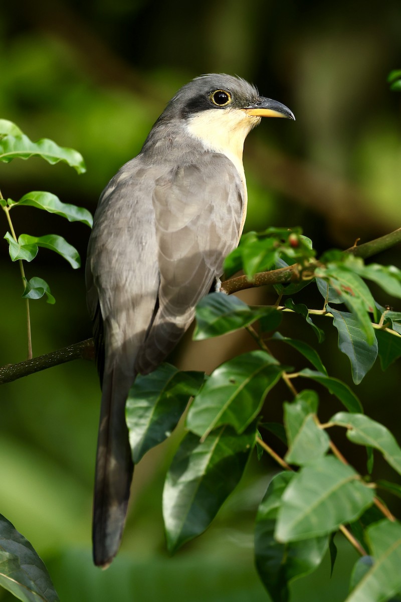 Mangrove Cuckoo - ML645623387