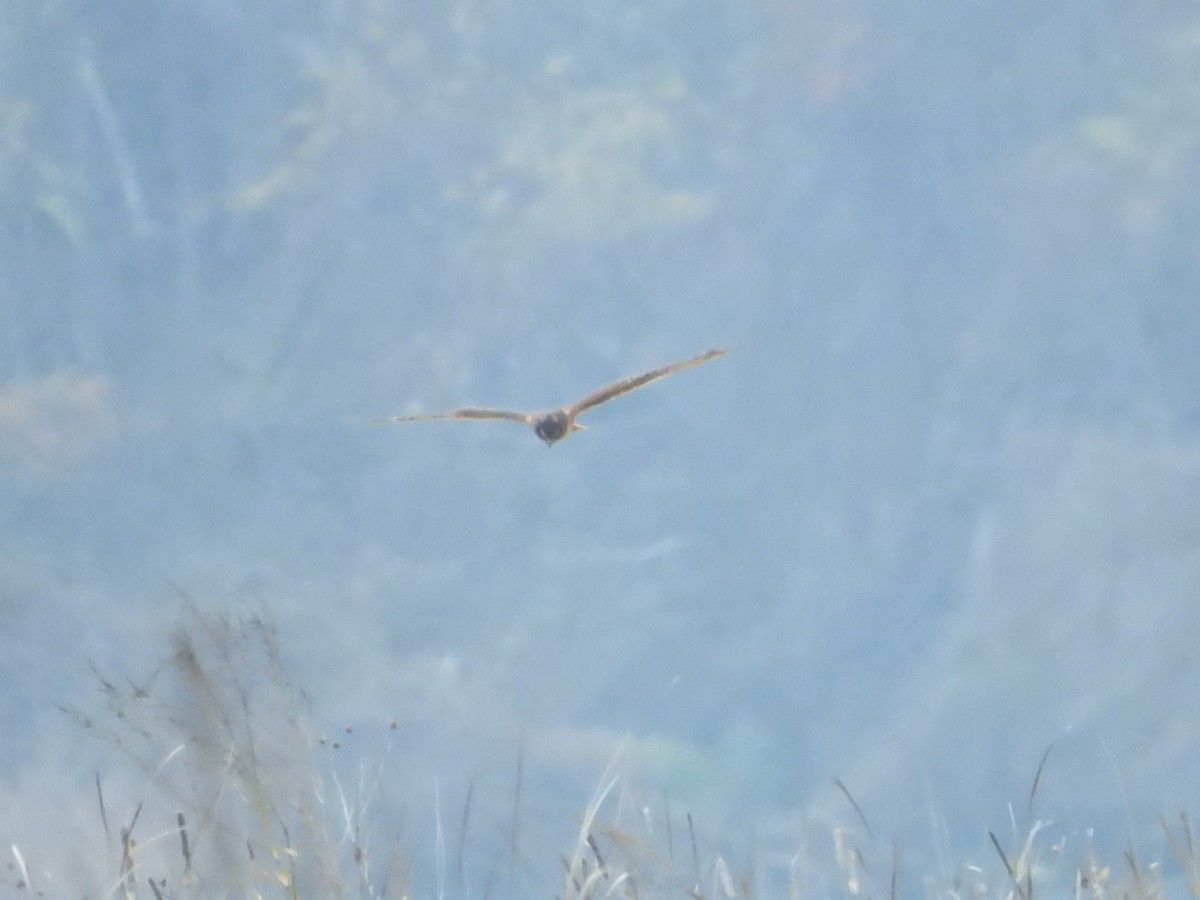 Лунь американський - ML645623389