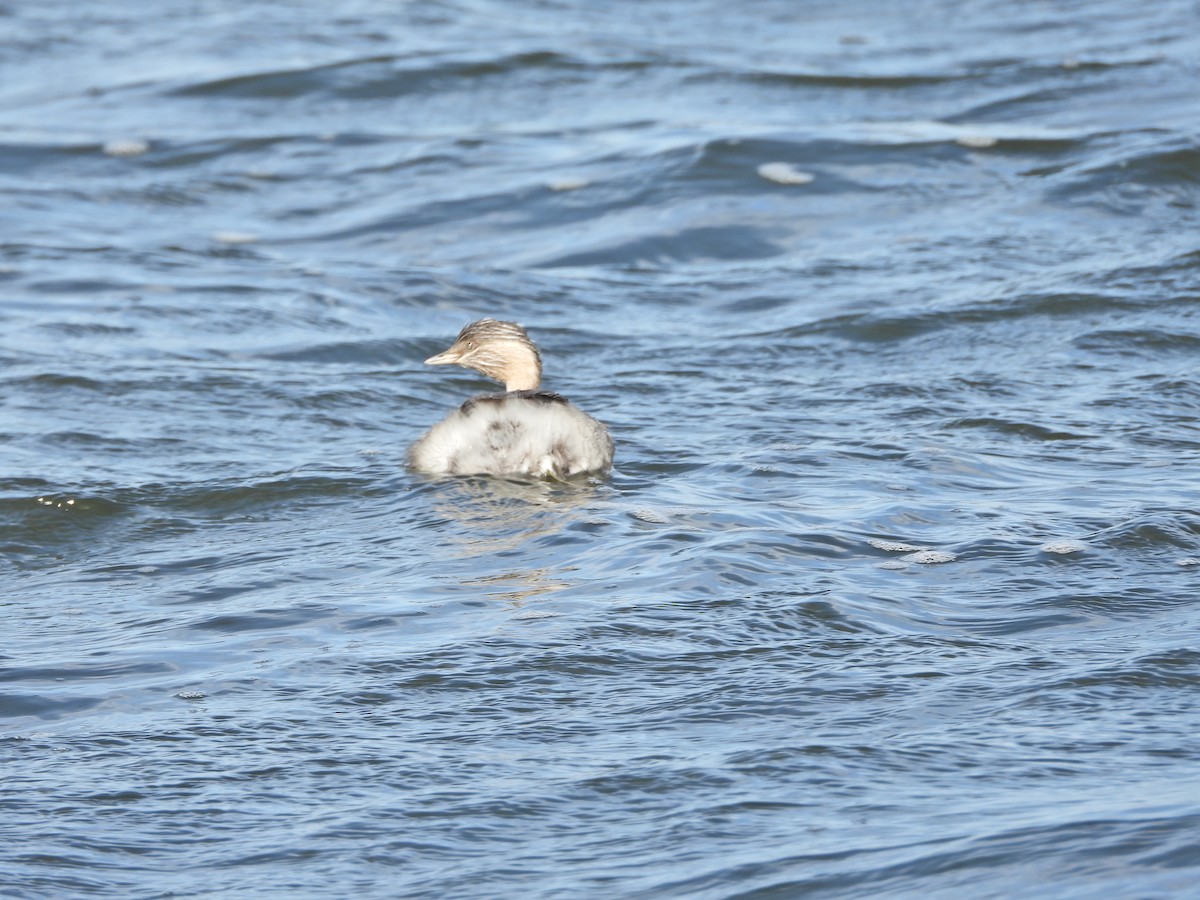 Hoary-headed Grebe - ML645623391
