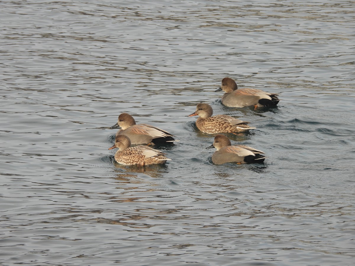 Нерозень - ML645623396