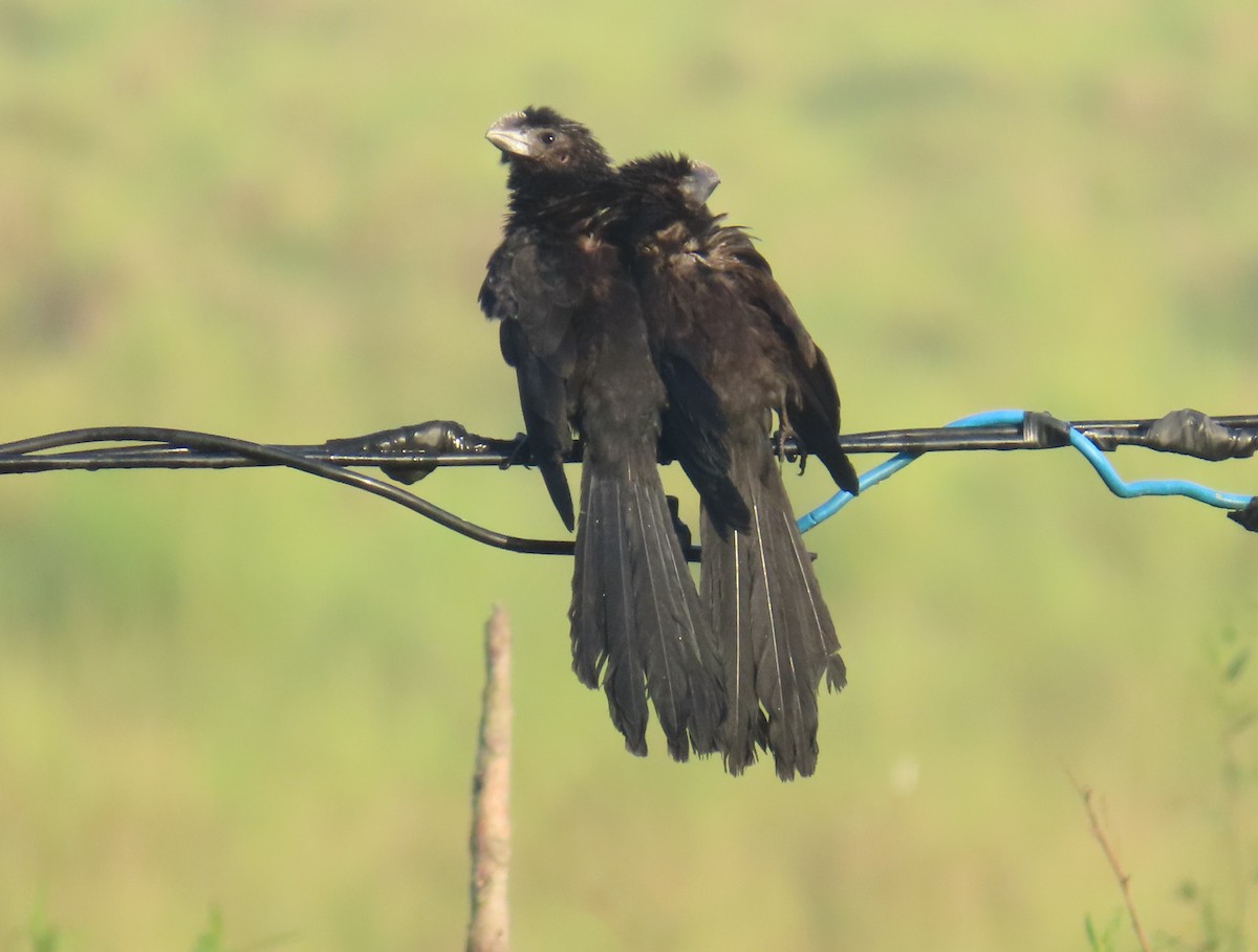 glattnebbani - ML645623398