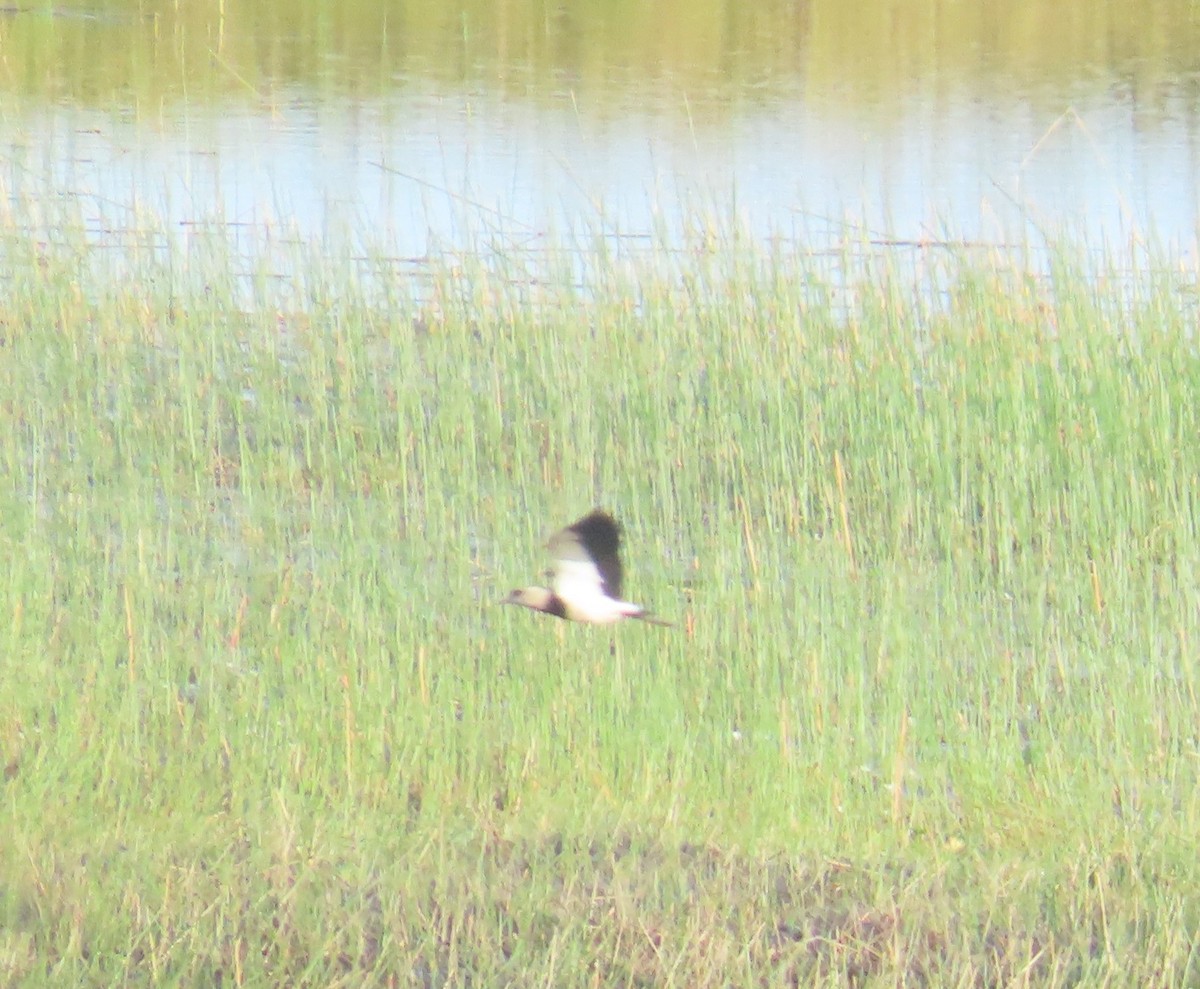 Southern Lapwing - ML645623401