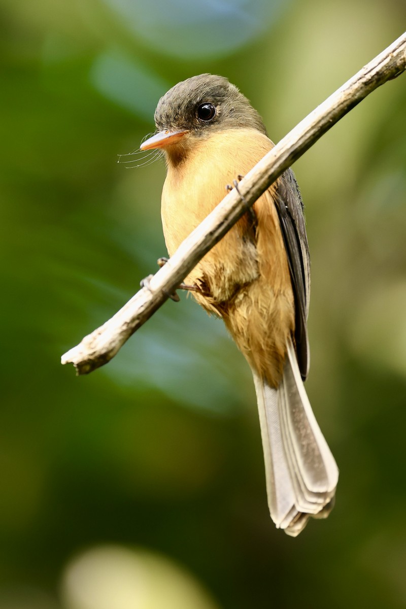Lesser Antillean Pewee (St. Lucia) - ML645623404