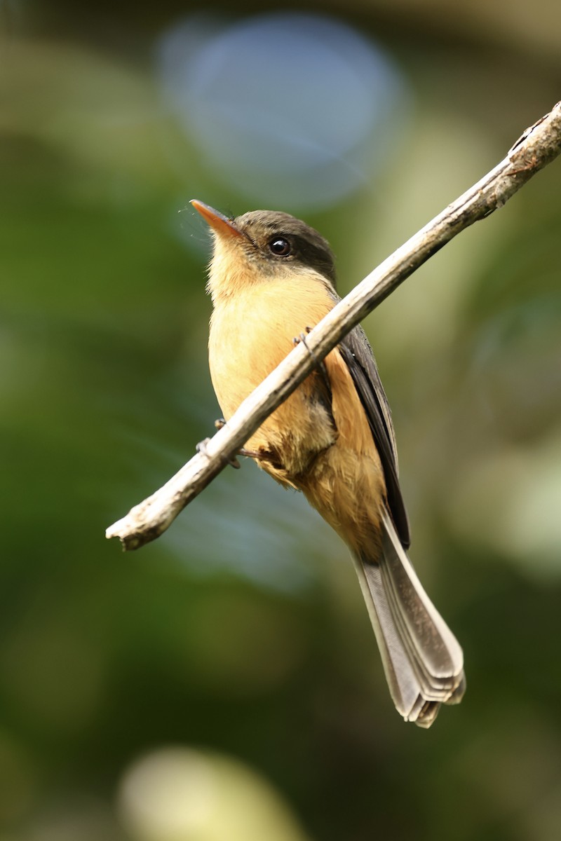 Lesser Antillean Pewee (St. Lucia) - ML645623405