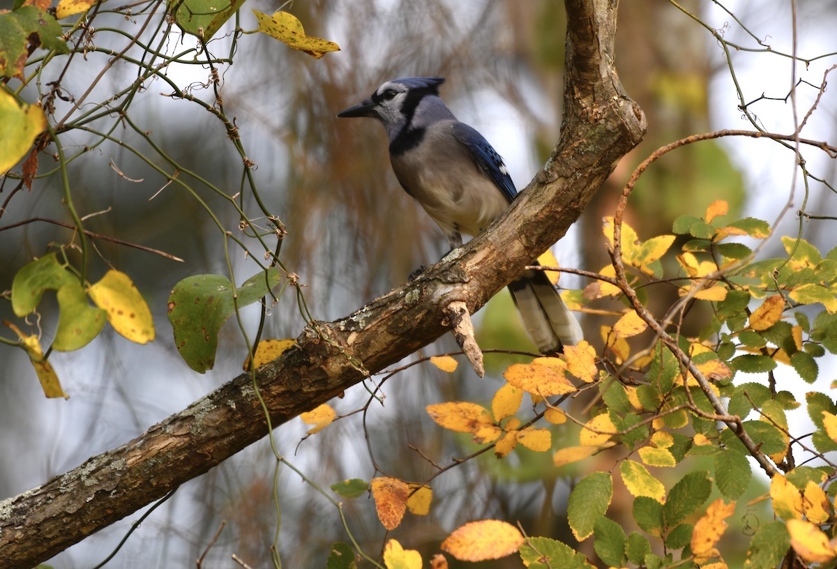 Blue Jay - ML645623417