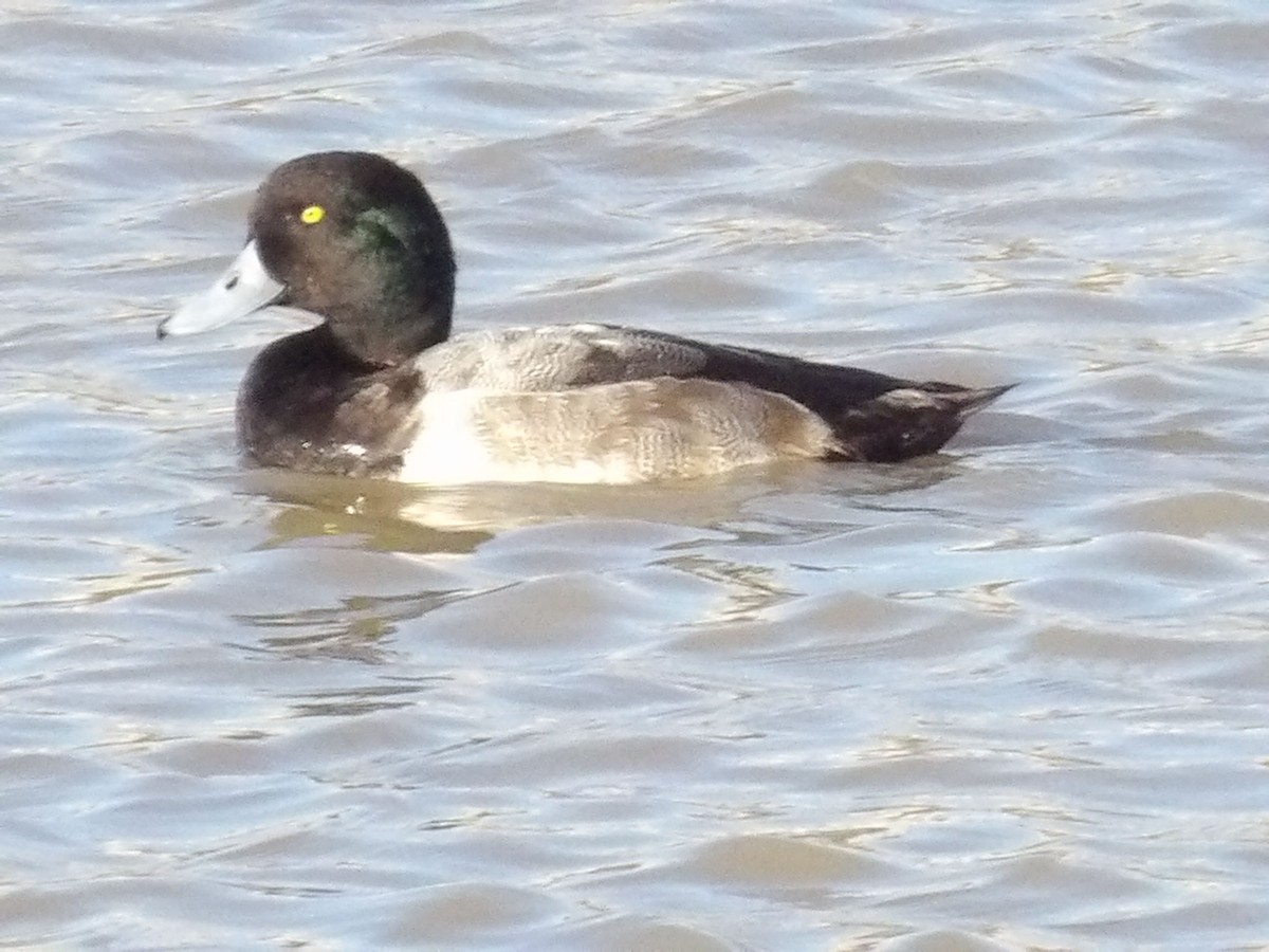 Greater Scaup - ML645623420