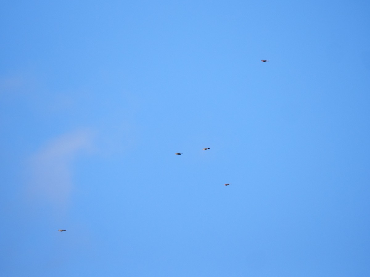 Pinu-gailupa - ML645623423