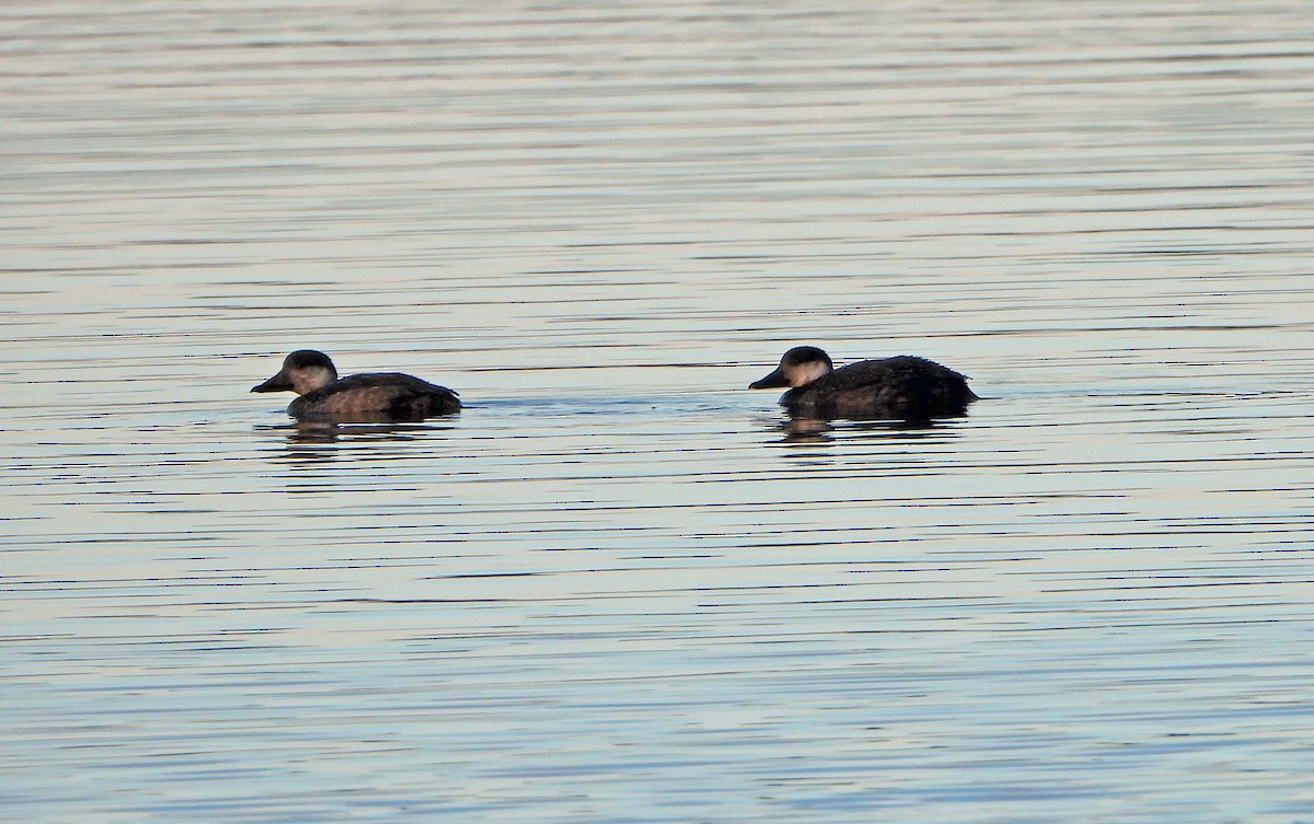 turpan žlutozobý - ML645623429