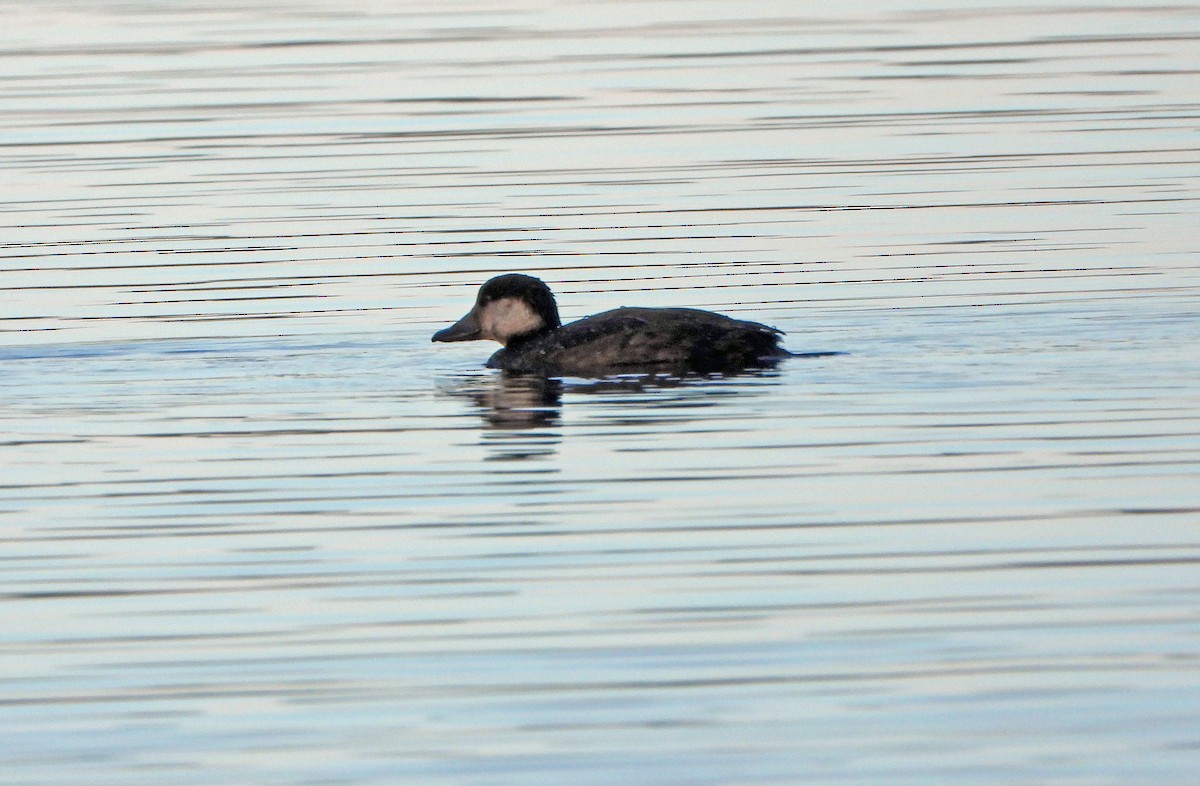 turpan žlutozobý - ML645623430