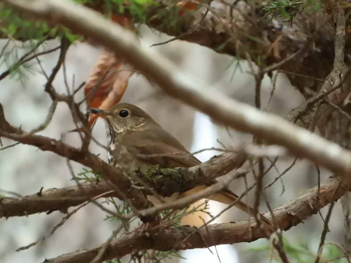 Hermit Thrush - ML645623432