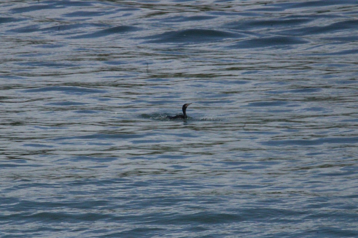 Неотропический баклан - ML645623435