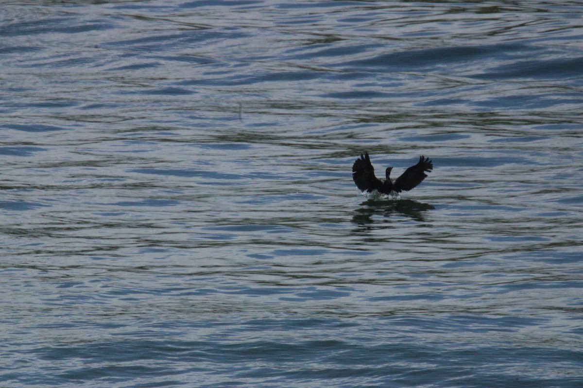 Неотропический баклан - ML645623436