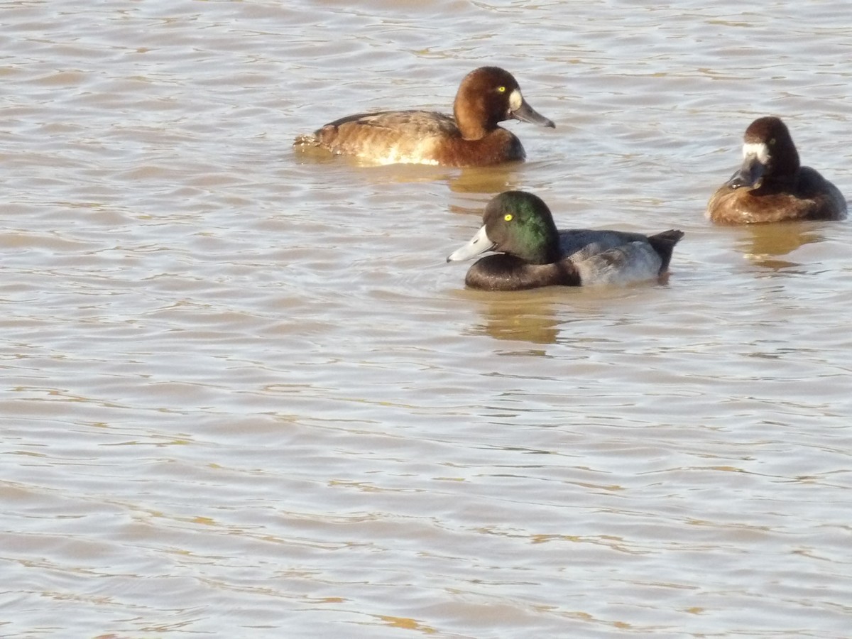 Greater Scaup - ML645623445