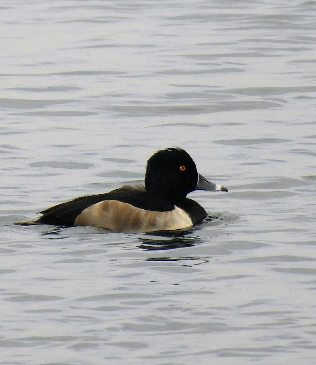 Кольчатая чернеть - ML645623447