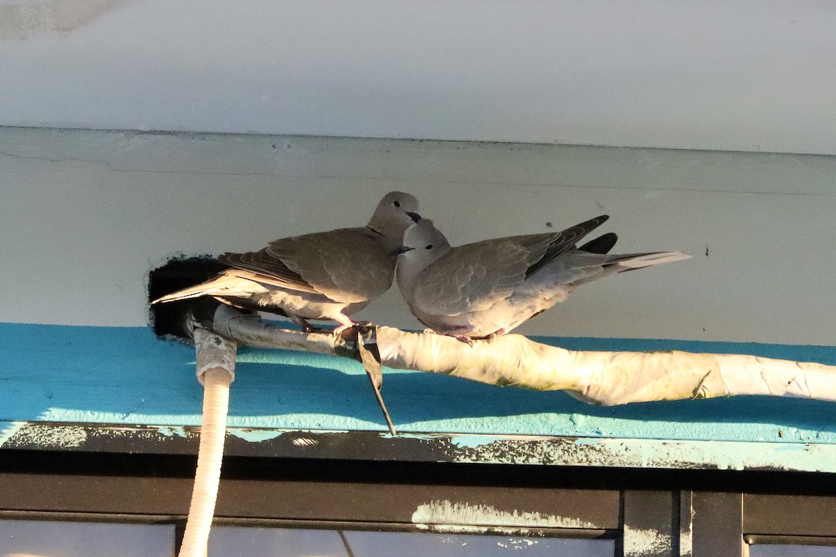 Кольчатая горлица - ML645623449