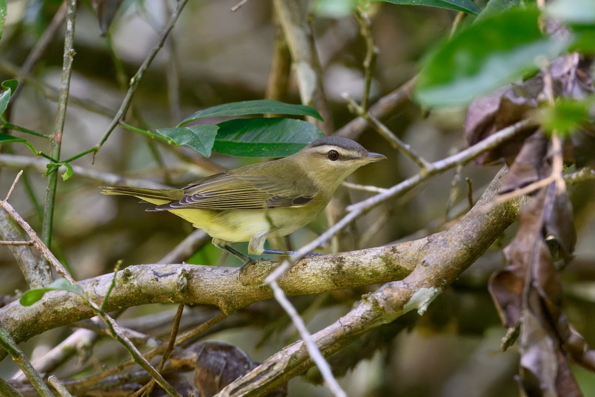 Красноглазый виреон - ML645623450