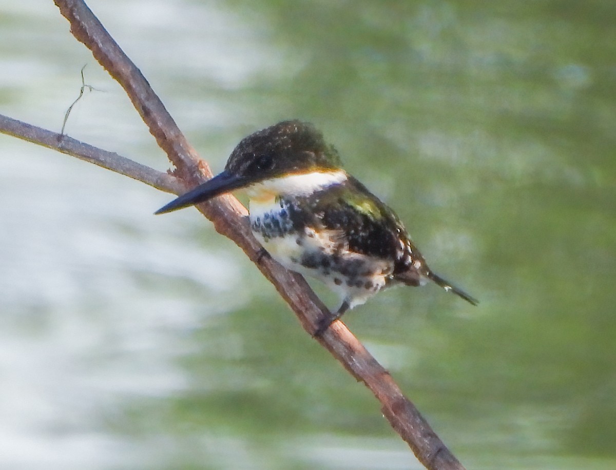Martin-pêcheur vert - ML645623451