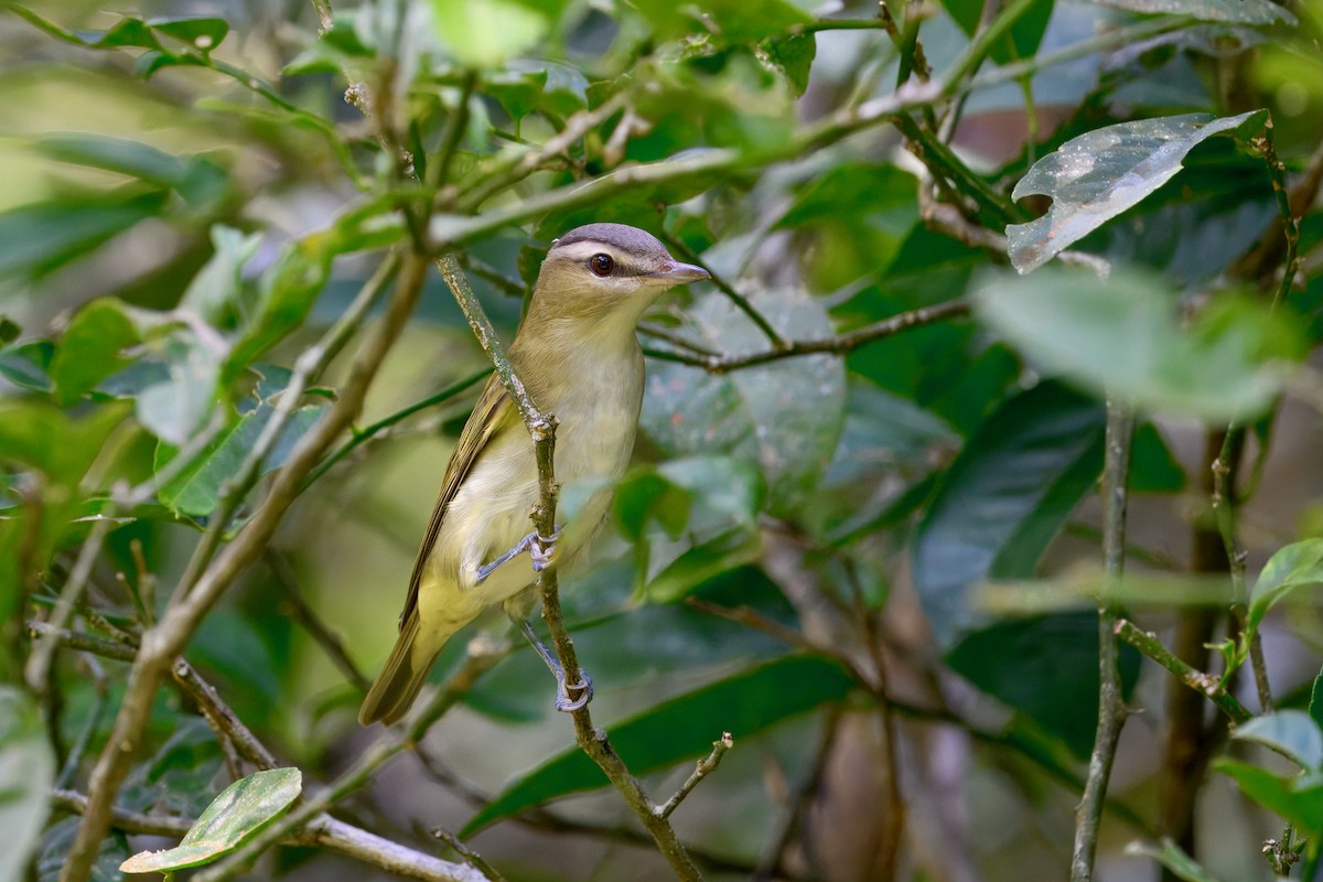 Красноглазый виреон - ML645623456