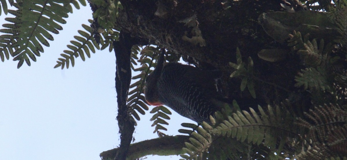 Ацтекская чайка - ML645623459