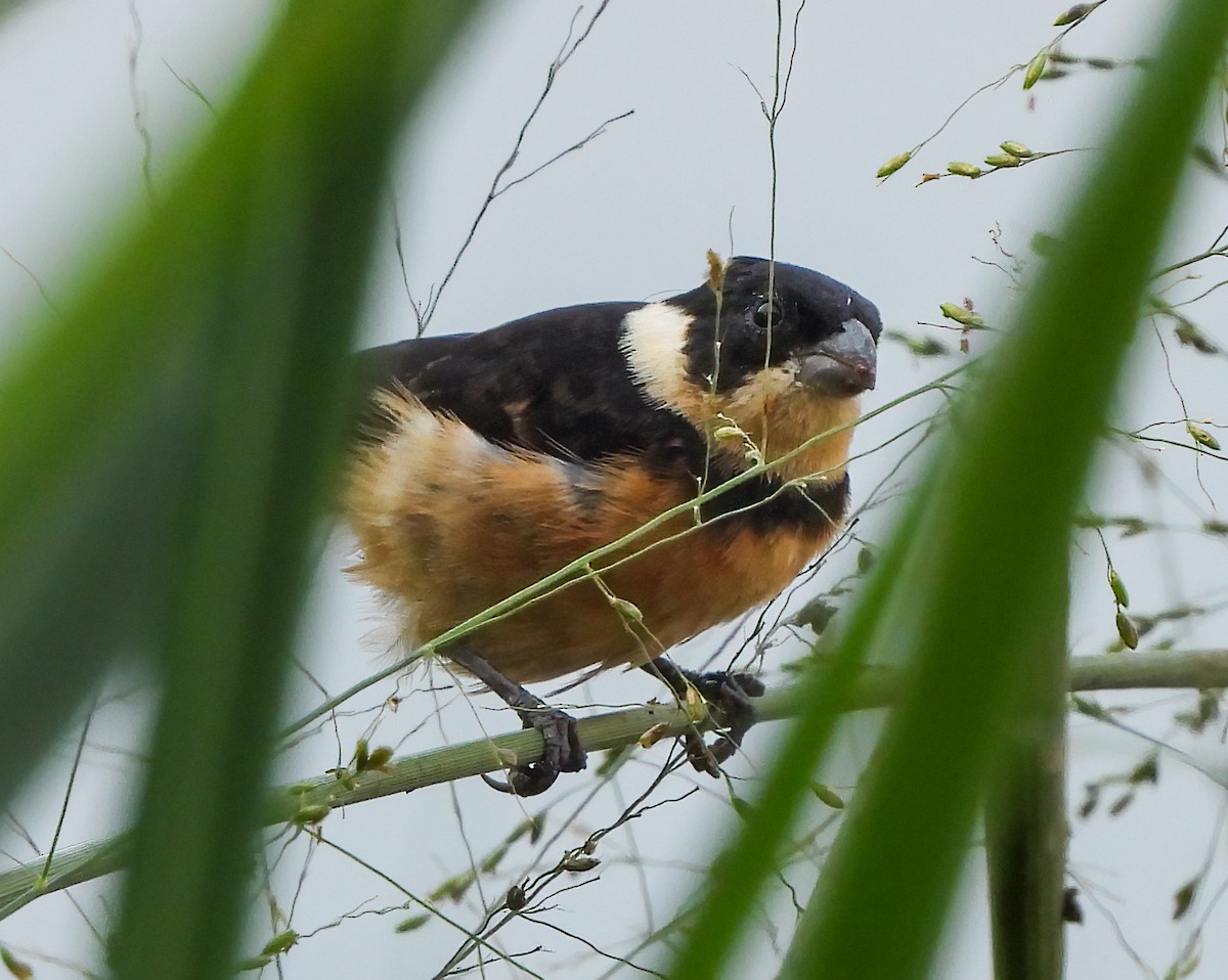 Ошейниковый просяночник - ML645623462