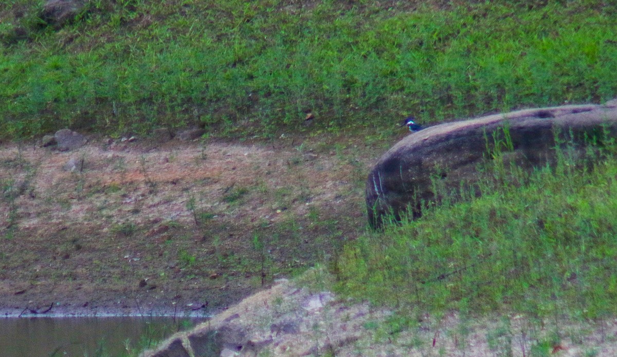 Амазонский зимородок - ML645623463