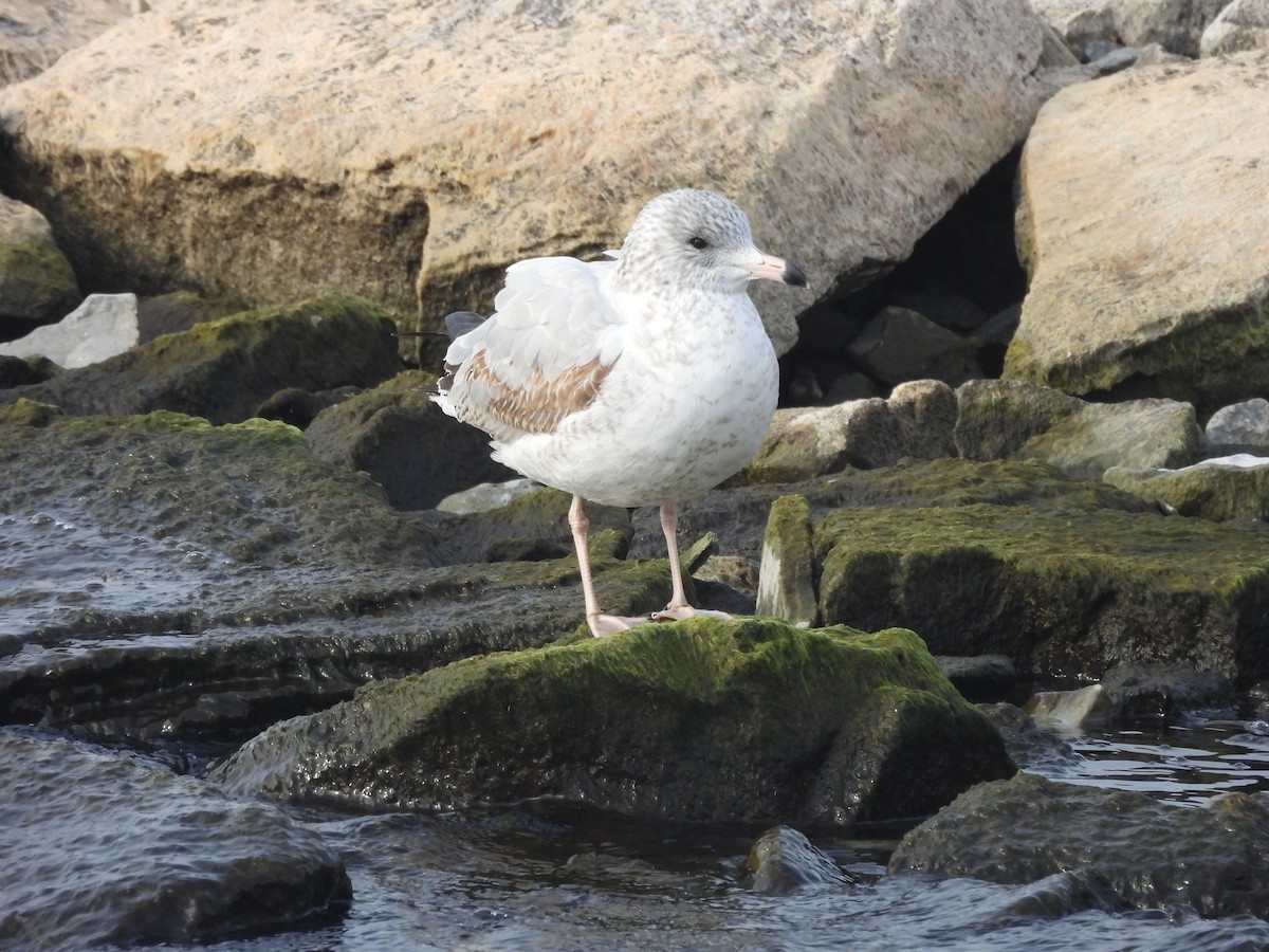 Делавэрская чайка - ML645623464