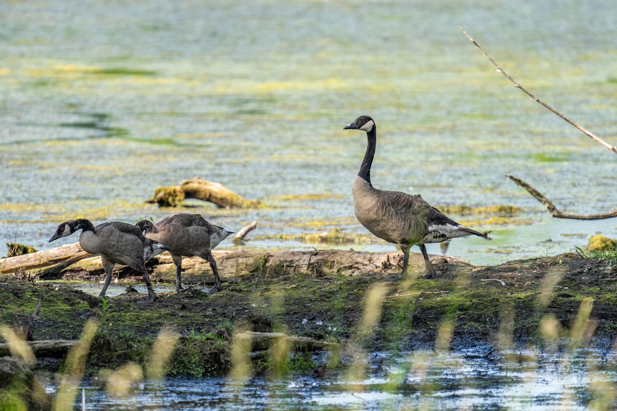 Канадская казарка - ML645623466