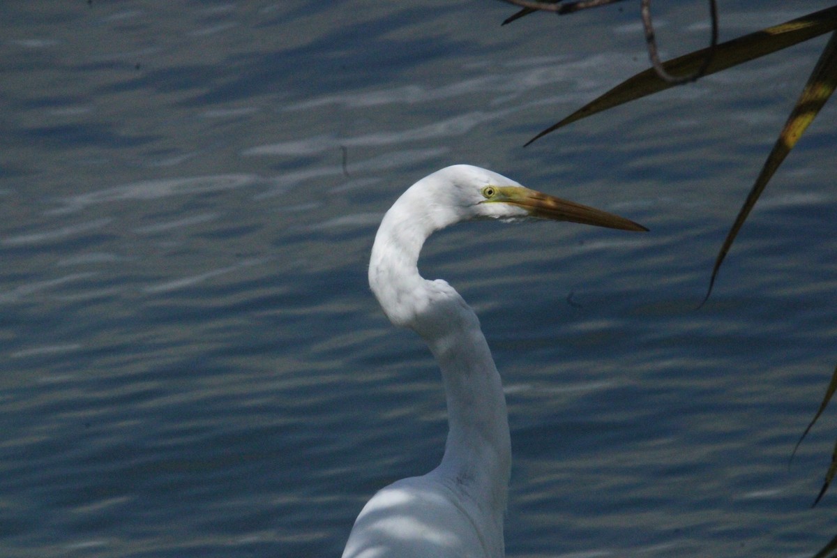 Great Egret - ML645623468