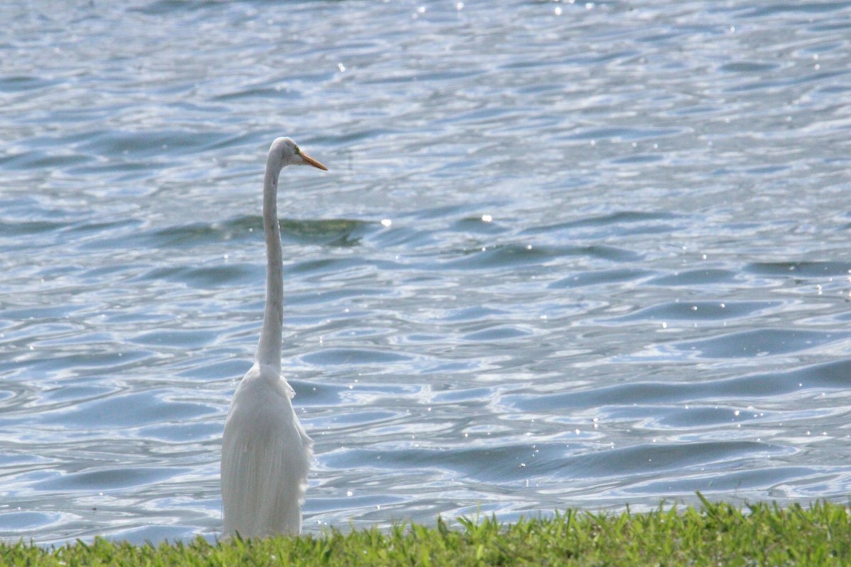 Great Egret - ML645623469
