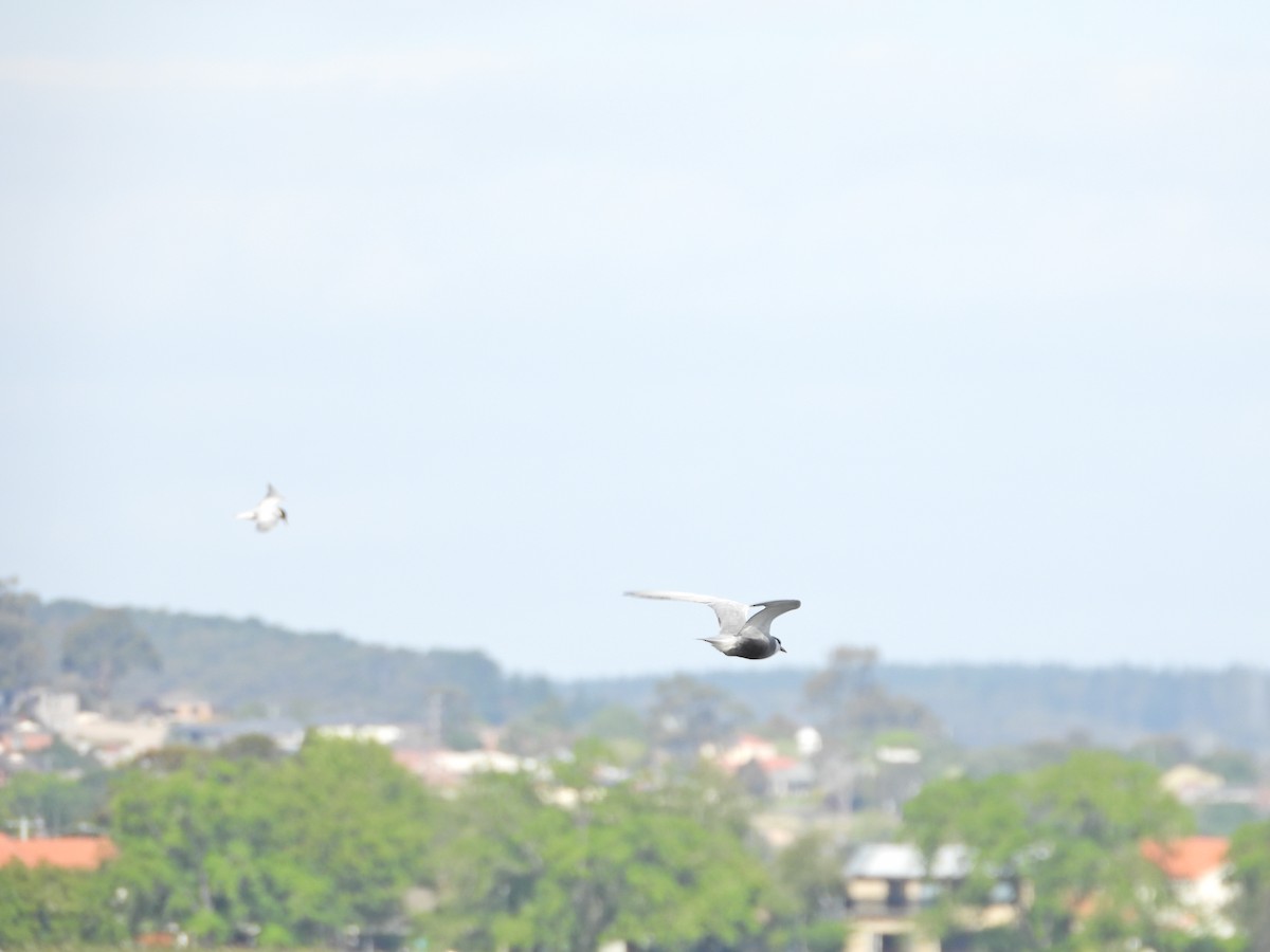 Белощёкая крачка - ML645623470