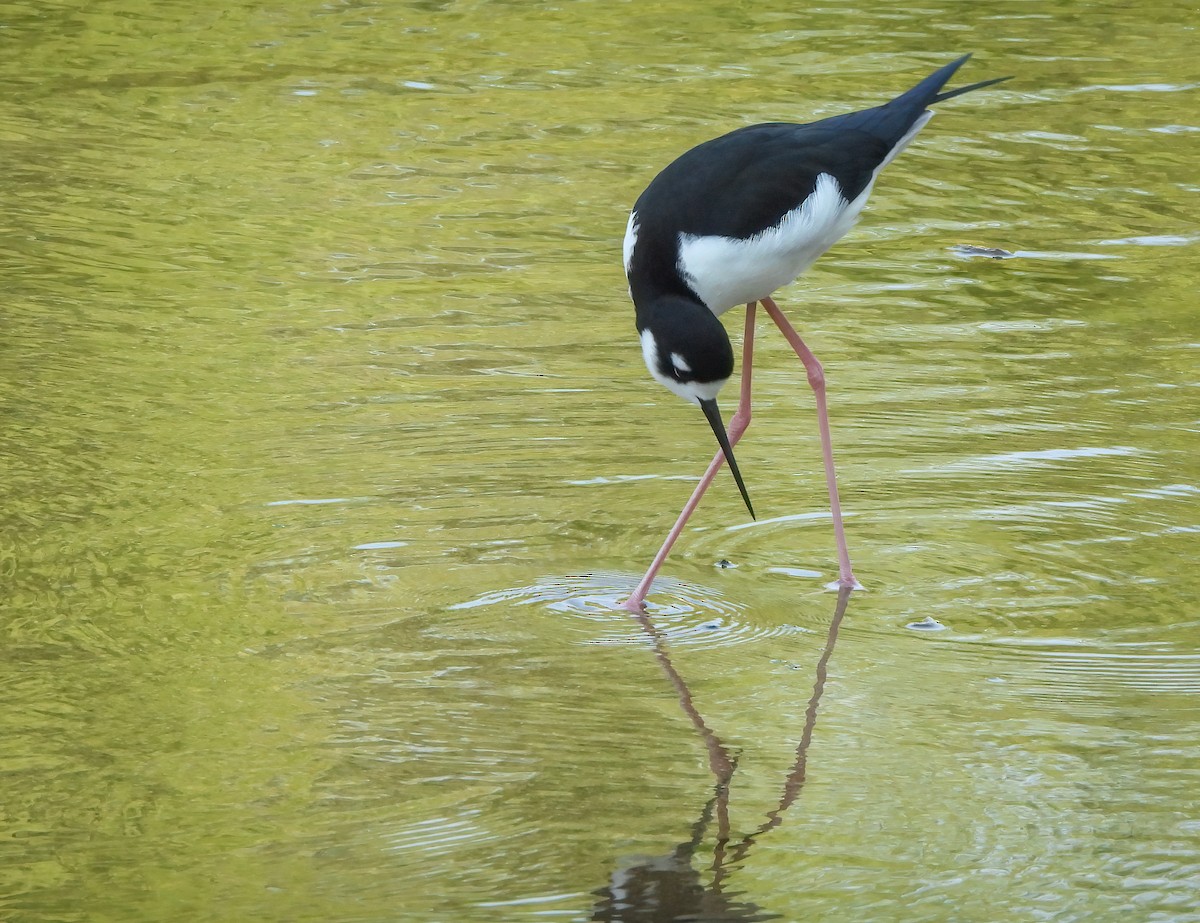 Американский ходулочник - ML645623471