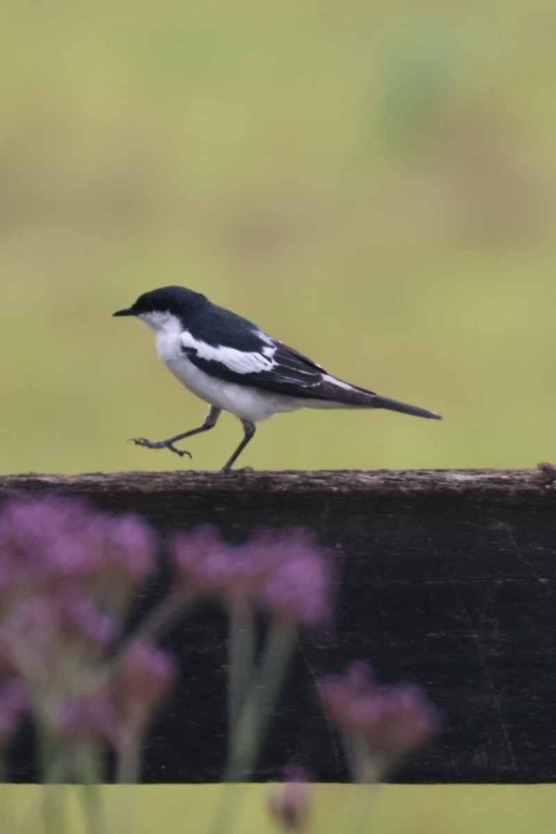 Белокрылый личинкоед-свистун - ML645623472
