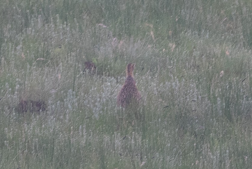 Краснокрылый франколин - ML645623473