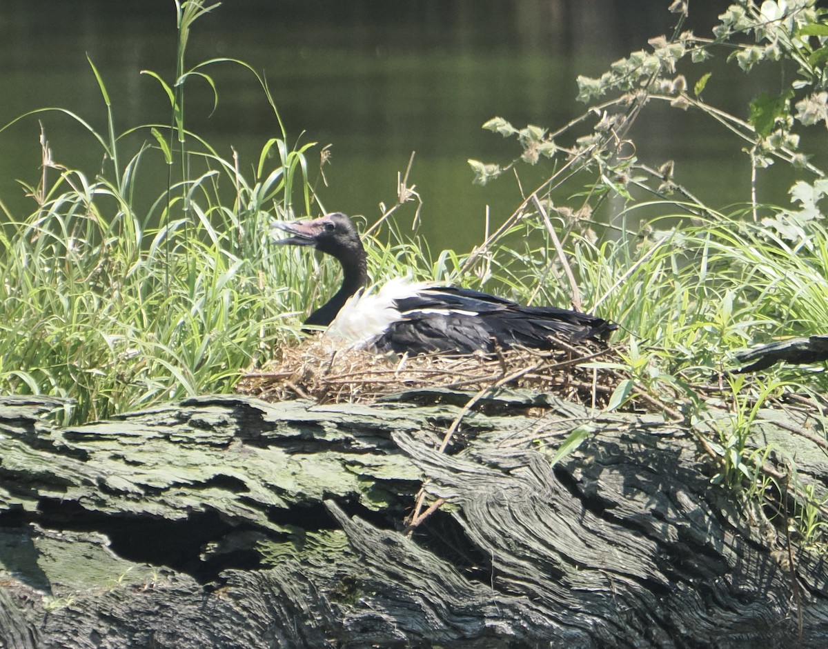 Полулапчатый гусь - ML645623474