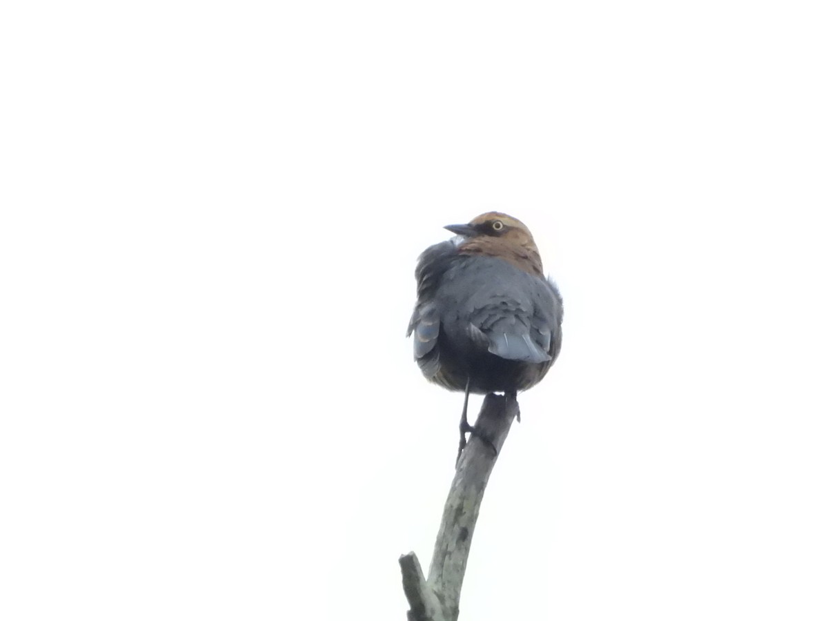 Ржавчатый трупиал - ML645623476