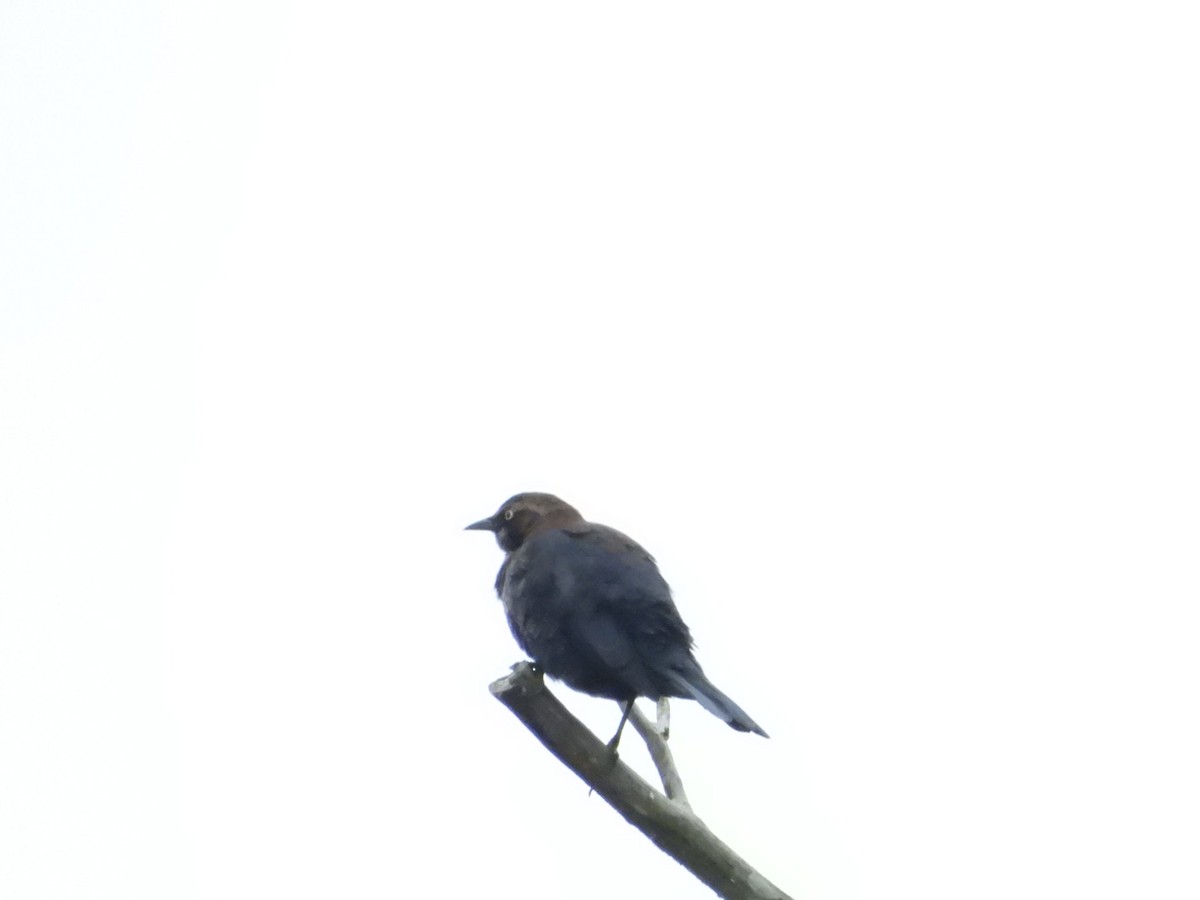 Ржавчатый трупиал - ML645623477