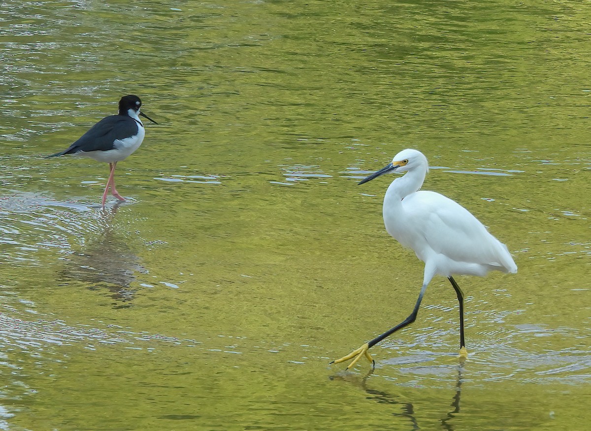Снежная цапля - ML645623479