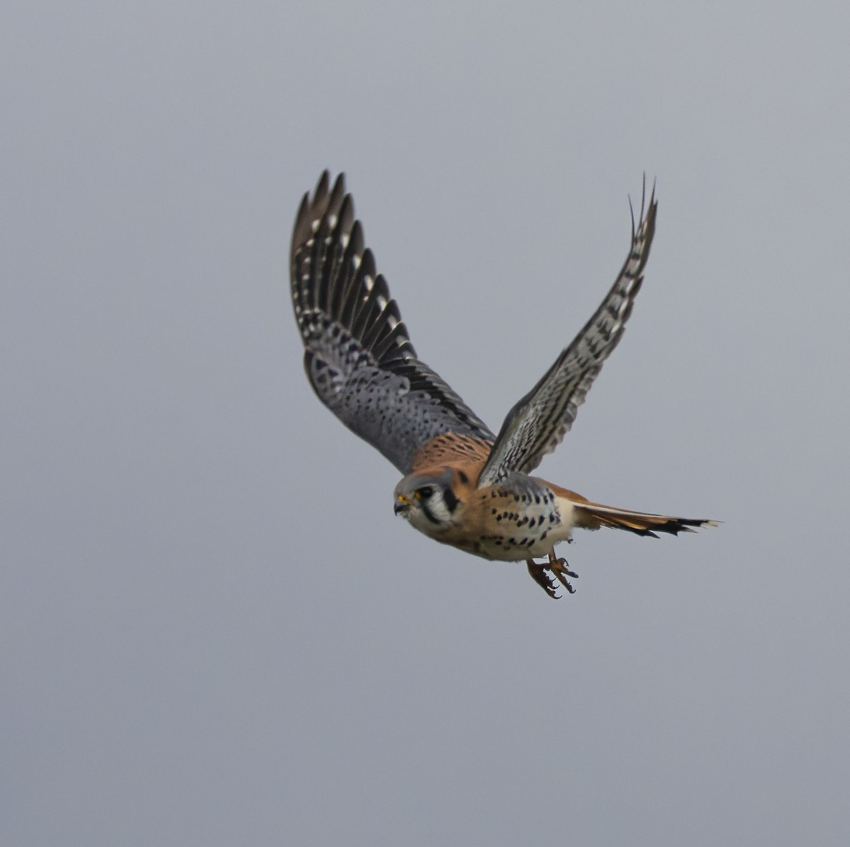 Воробьиная пустельга - ML645623481