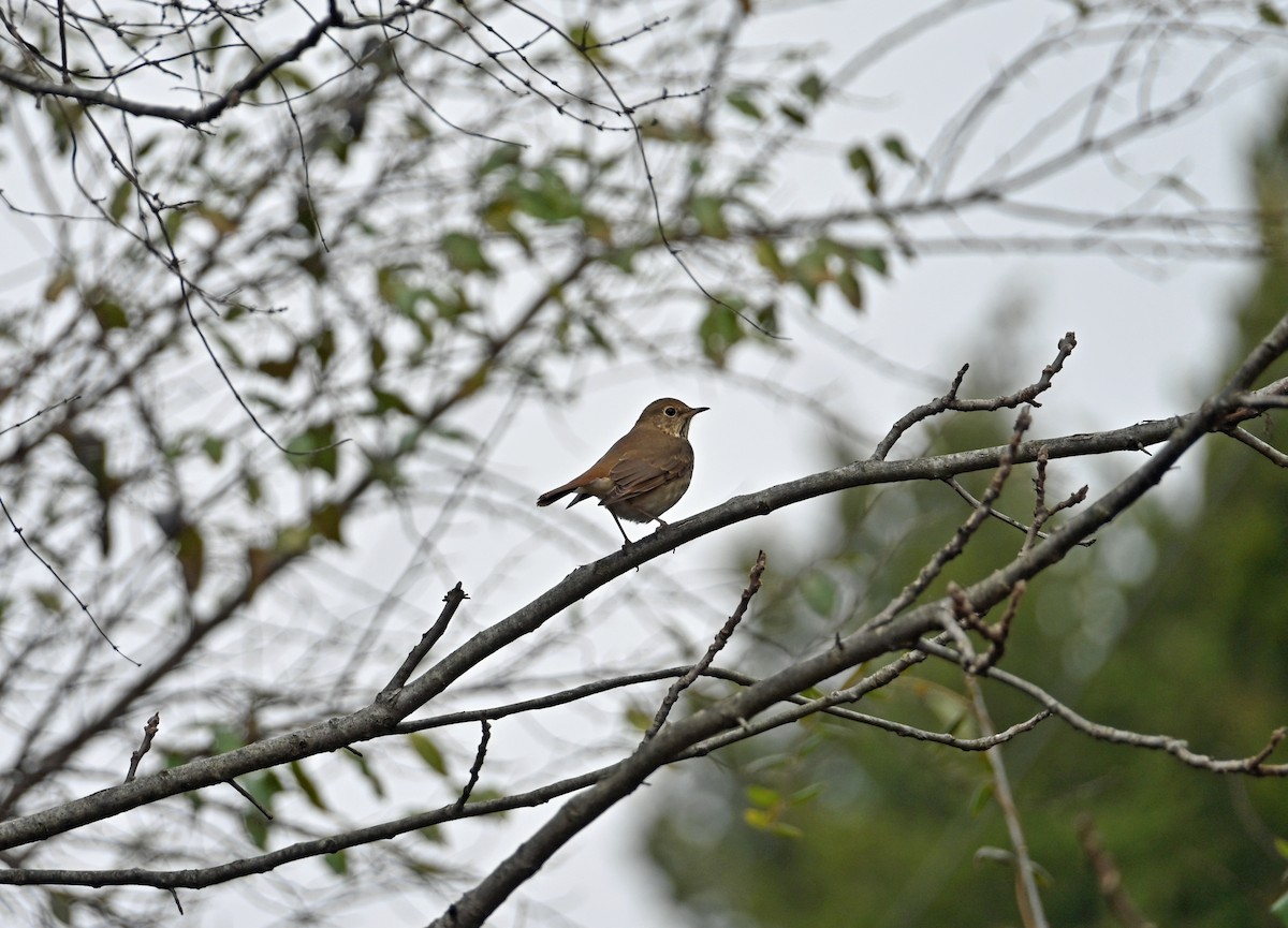 Дрозд-отшельник - ML645623482