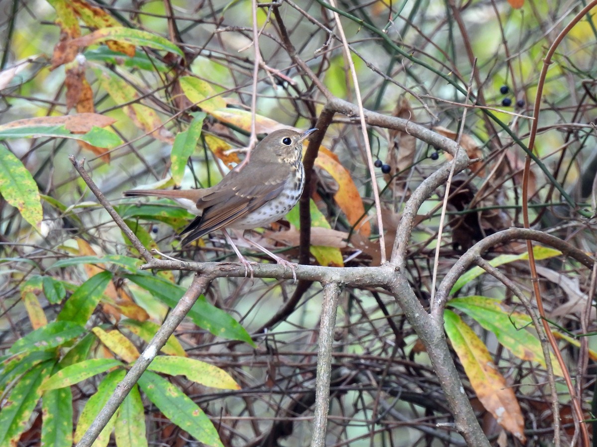 Дрозд-отшельник - ML645623483