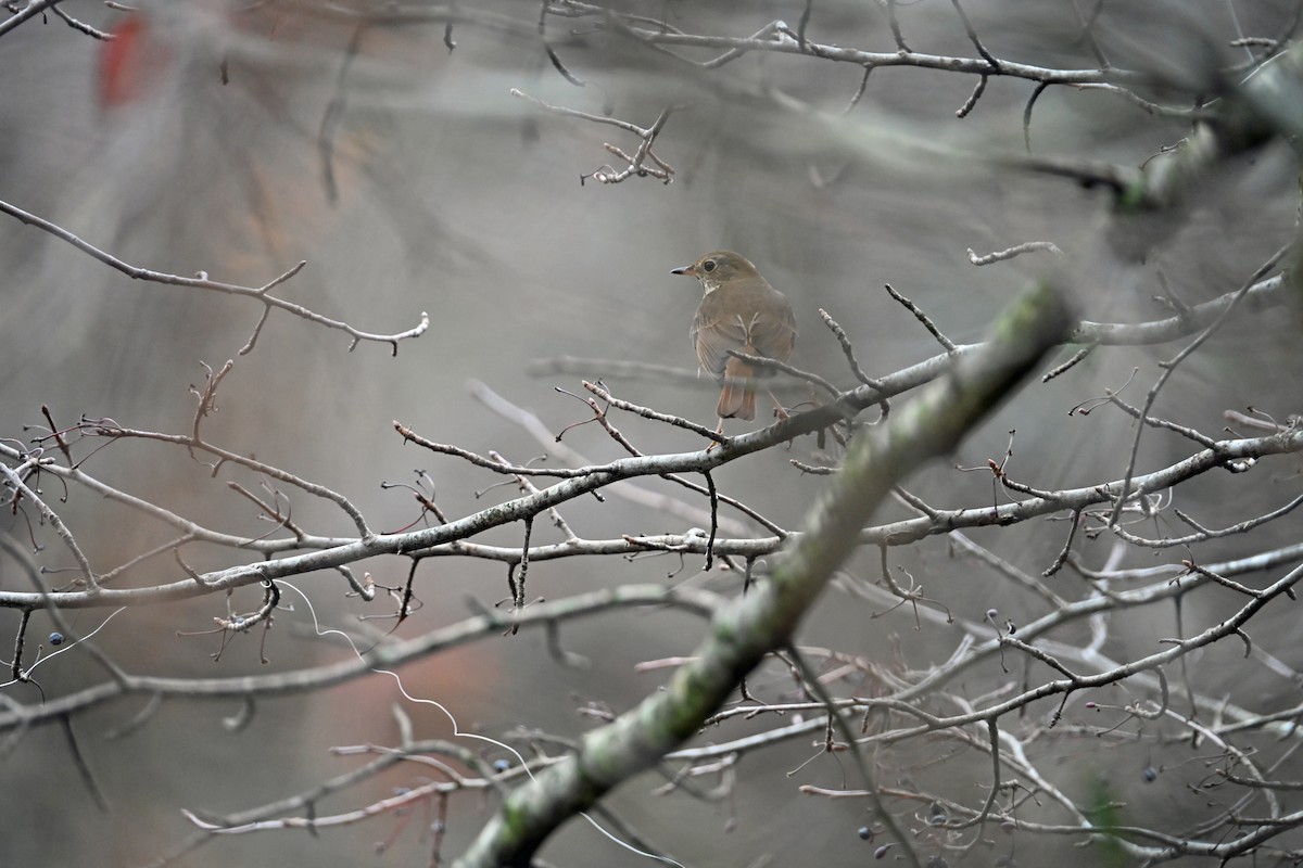 Дрозд-отшельник - ML645623484