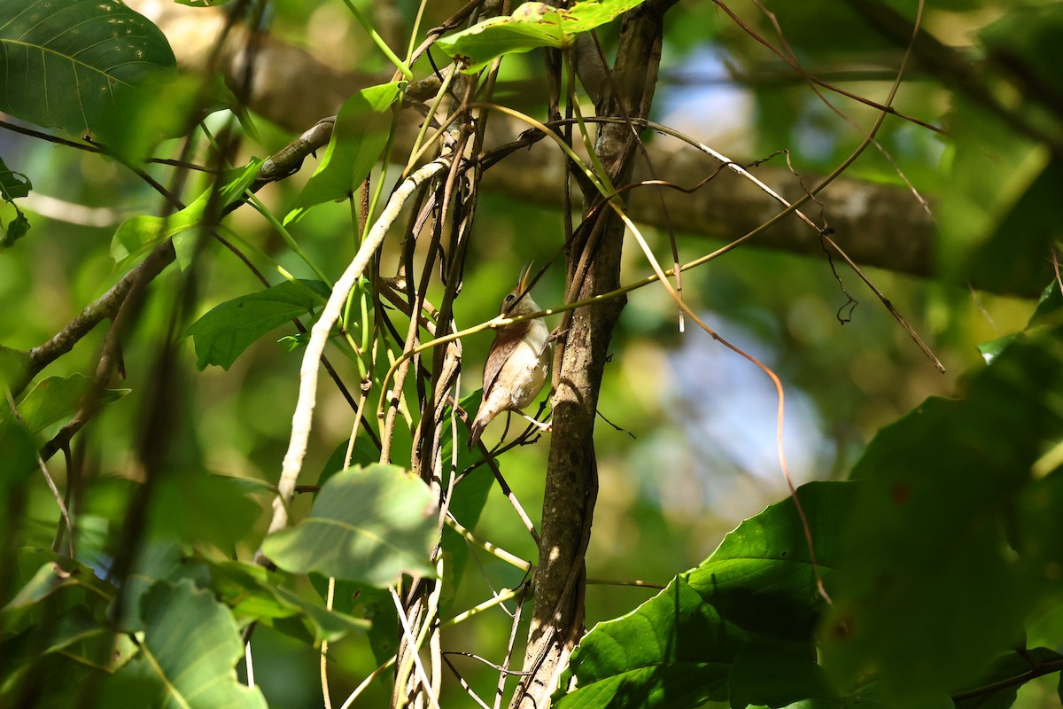 St. Lucia Wren - ML645623489