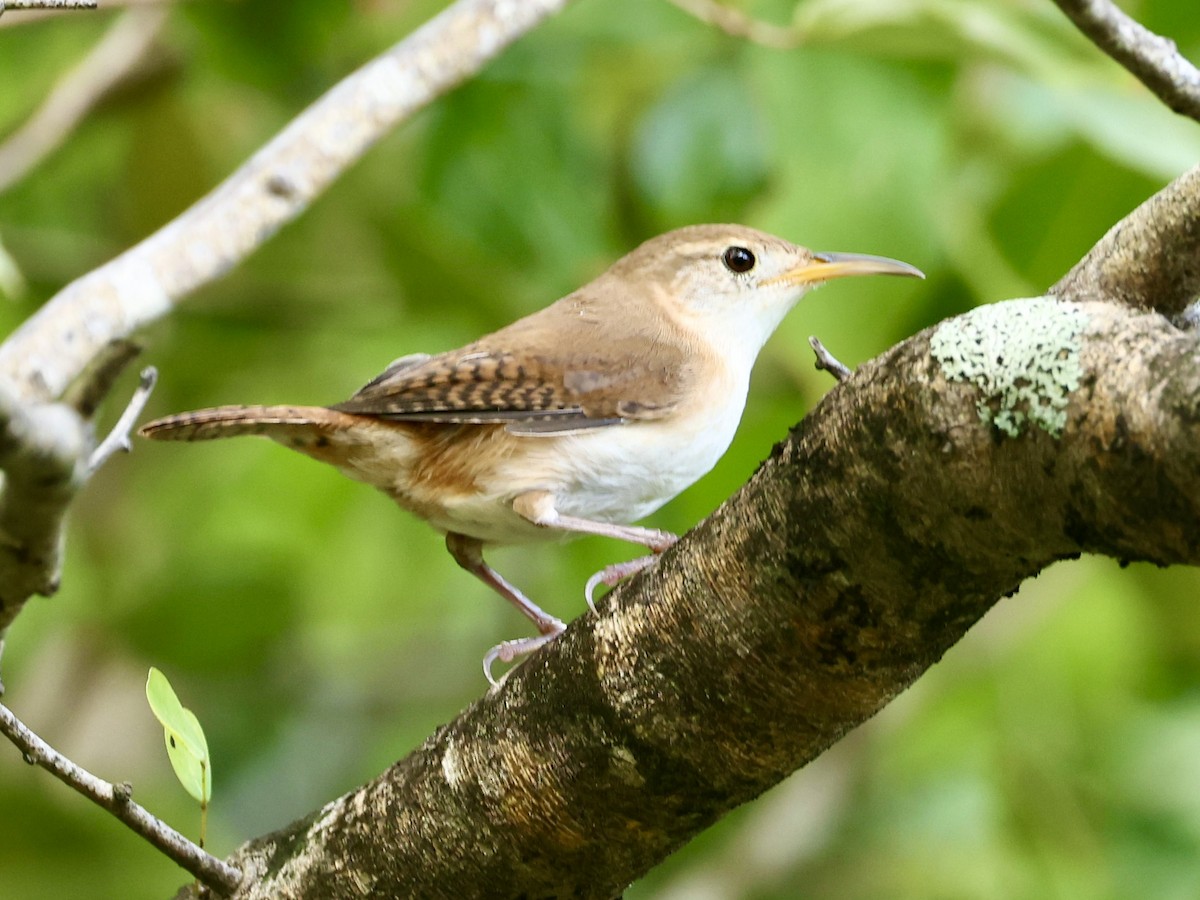St. Lucia Wren - ML645623490
