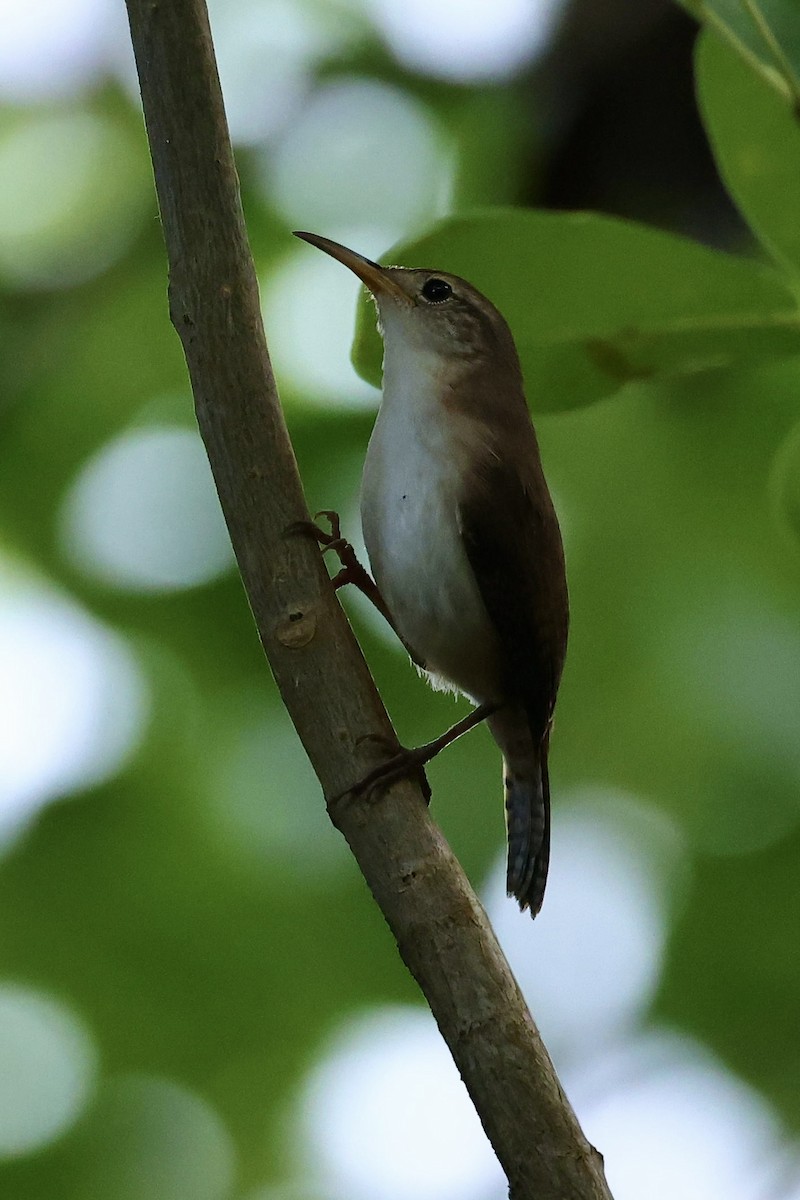 St. Lucia Wren - ML645623491