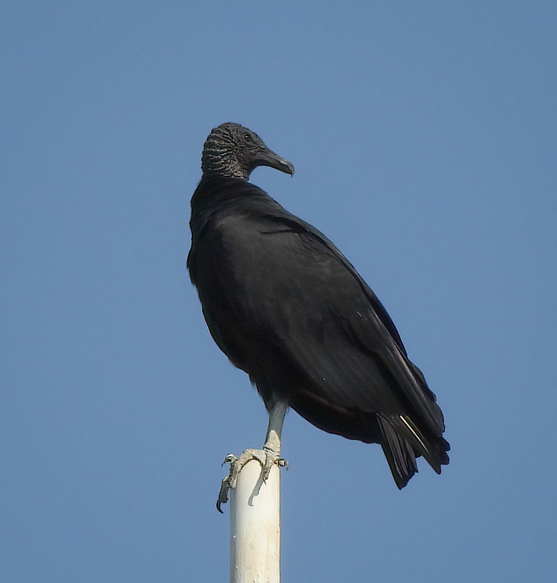 Чёрная катарта - ML645623493