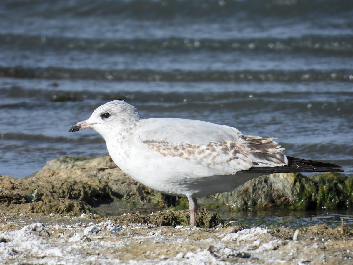 Ring-billed Gull - ML645623498