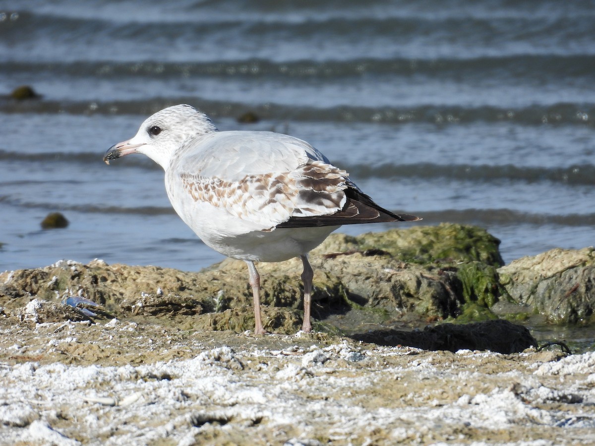 Ring-billed Gull - ML645623499
