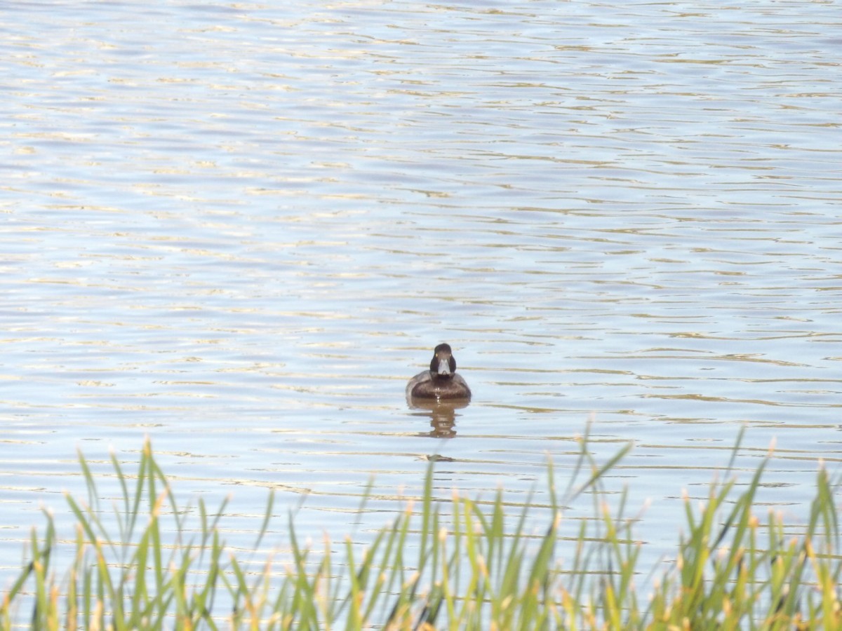 Greater Scaup - ML645623504