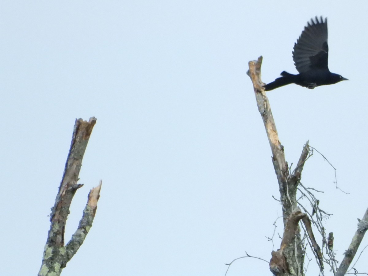 Common Grackle - ML645623516